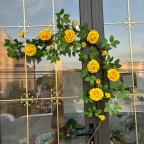 Dây hoa hồng leo giả KT 150cm_ dây hồng vàng